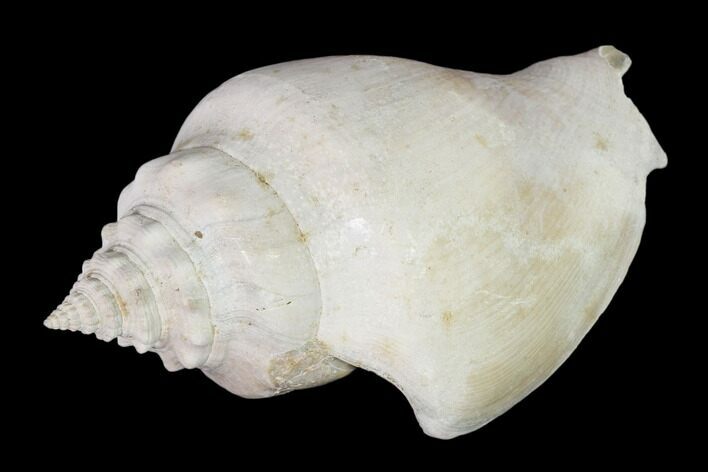Pleistocene Gastropod (Strombus) Fossil - Florida #148573